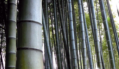 Versatile e sostenibile, a Bergamo parte la coltivazione di bambù