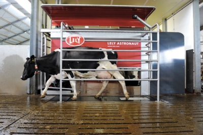 Treviglio, la stalla robotizzata 
dove le mucche si “autogestiscono”