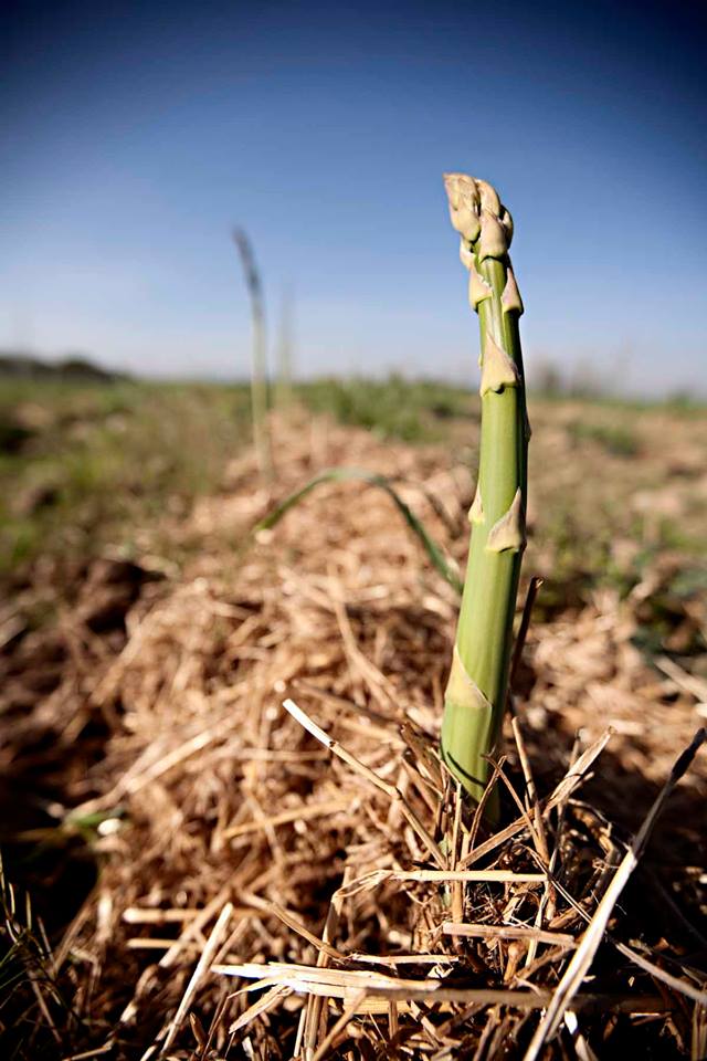 Treviglio, al via la raccolta fai da te di asparagi