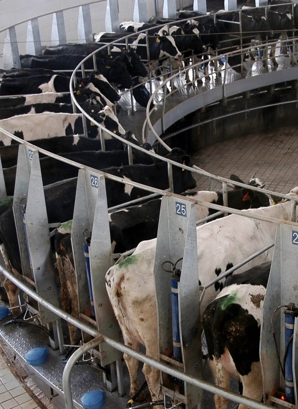 “Certi produttori di latte non vengano a piangere in Regione”