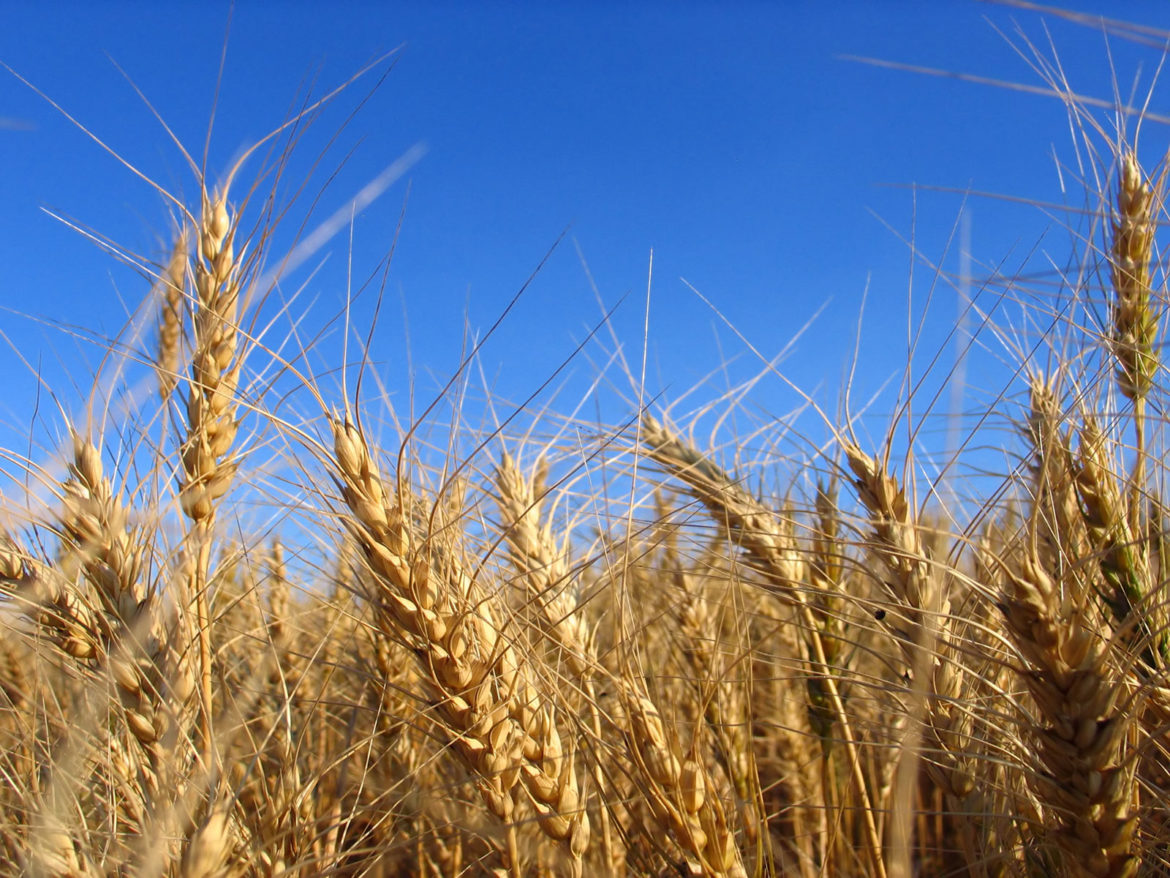 Dal seme al piatto, Aspan promuove la filiera locale