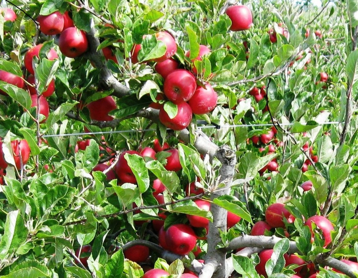 Rockit, parte in Valtellina la produzione della piccola mela neozelandese