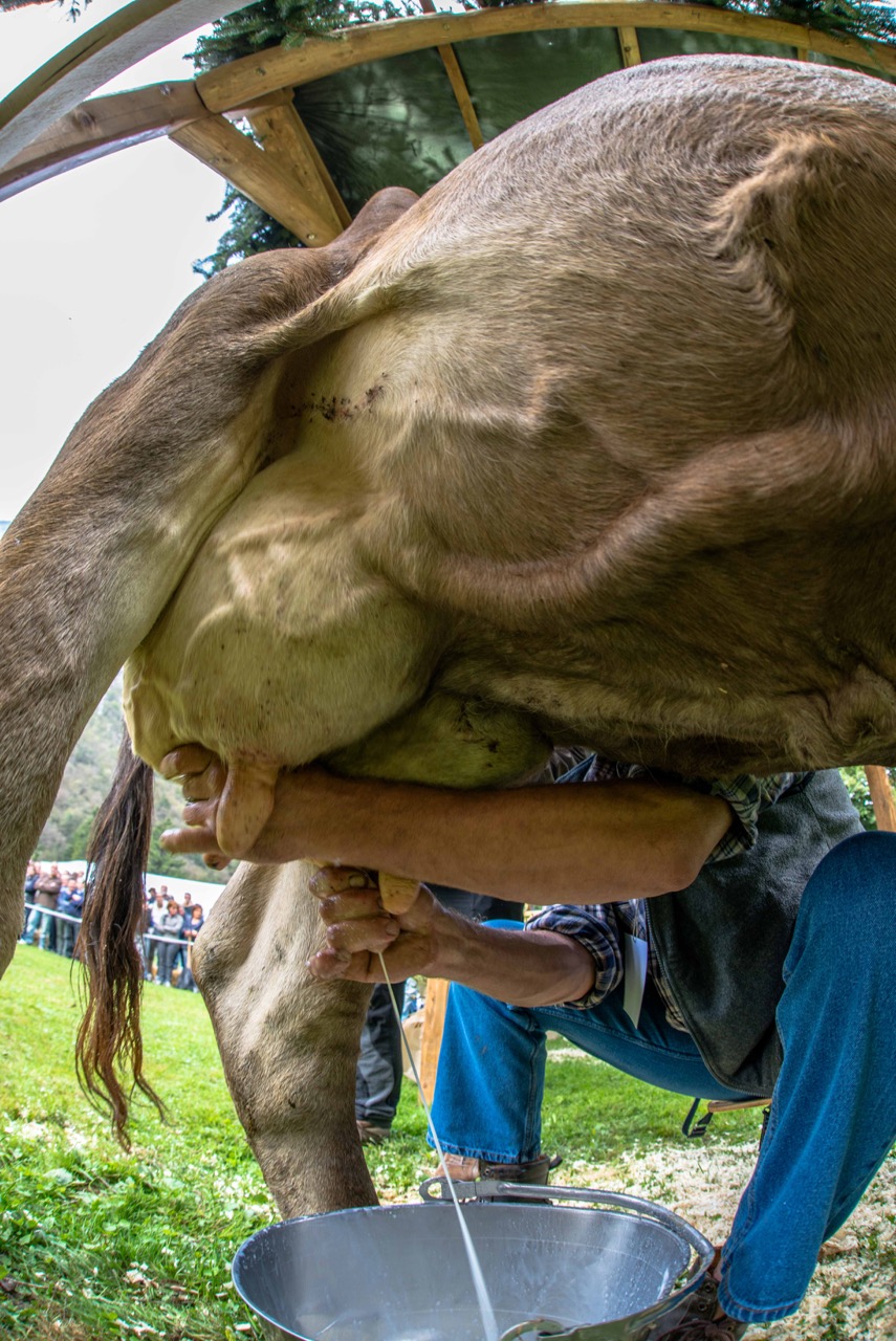 Campionato di mungitura a mano, concorrenti da mezzo mondo