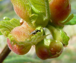castagne - insetto antagonista - Torymus-sinensis-su-una-galla
