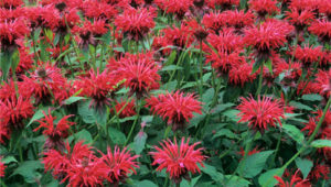 monarda - erba officinale 2