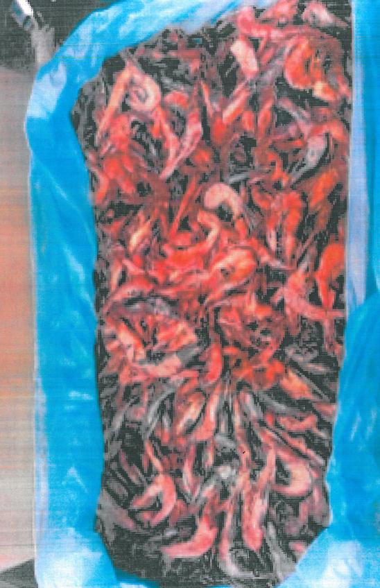Via Quarenghi, due cinesi fermati con 100 chili di gamberetti senza etichettatura