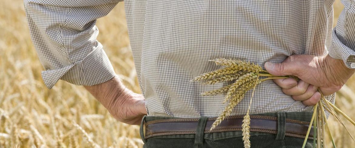 Pane, «fondi europei per sostenere la filiera locale»