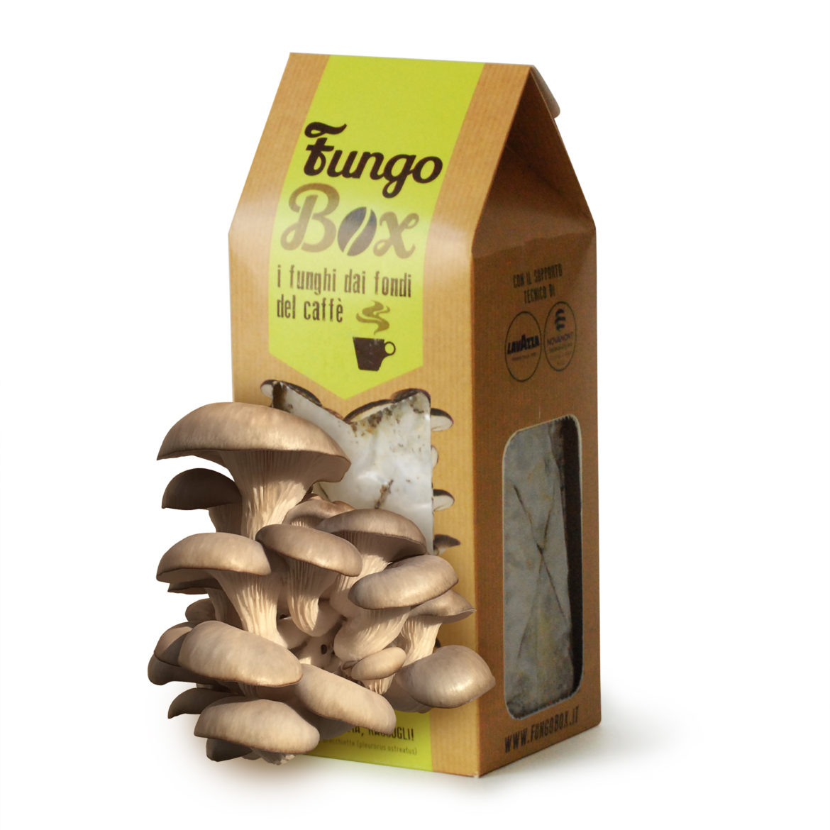 Funghi dai fondi di caffè, un kit per produrli in casa