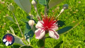 Il fiore di Feijoa