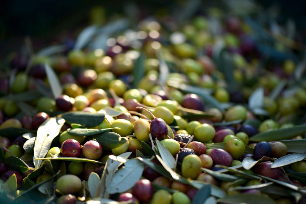 olive - generica 2