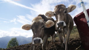 mucche al pascolo Val Taleggio