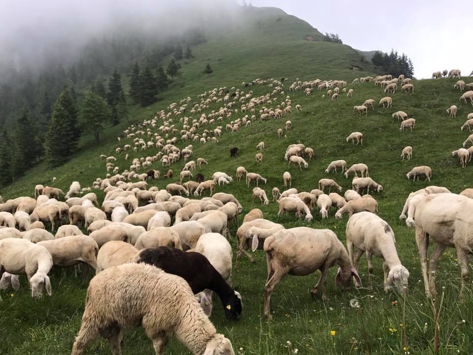Agricola Maroni: a Ranzanico violini, salami e bresaole di pecora bergamasca stagionano alle brezze di collina